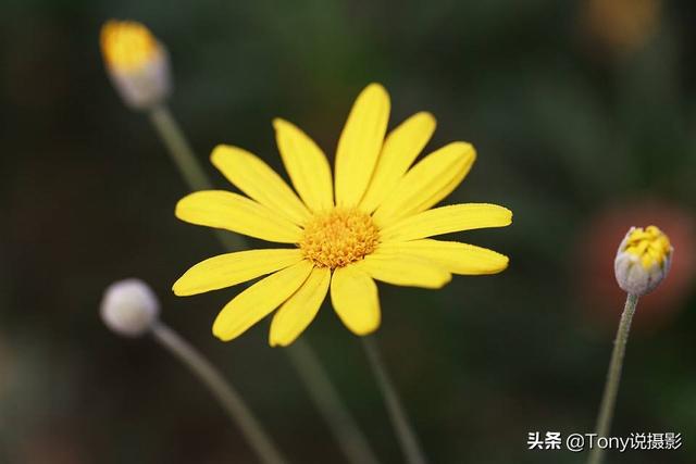 摄影技巧:花的特写照片怎么拍?