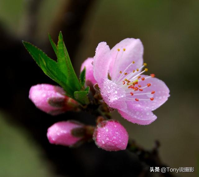 摄影技巧:花的特写照片怎么拍?