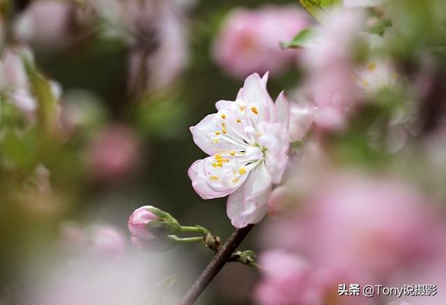 摄影技巧:花的特写照片怎么拍?