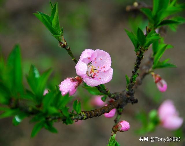 摄影技巧:花的特写照片怎么拍?