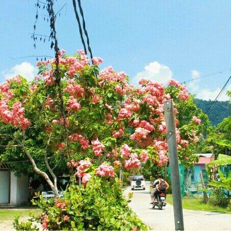 你知道“亚洲版大溪地”是刁曼岛吗,你知道刁曼岛在哪里吗?