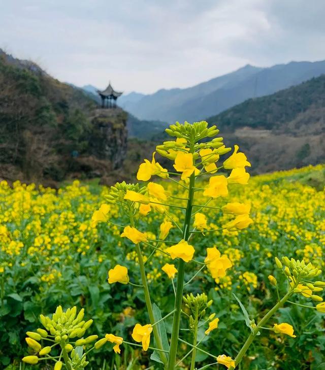 石台：三月，一起去看花！