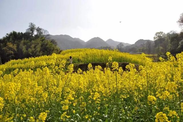 石台:三月,一起去看花!