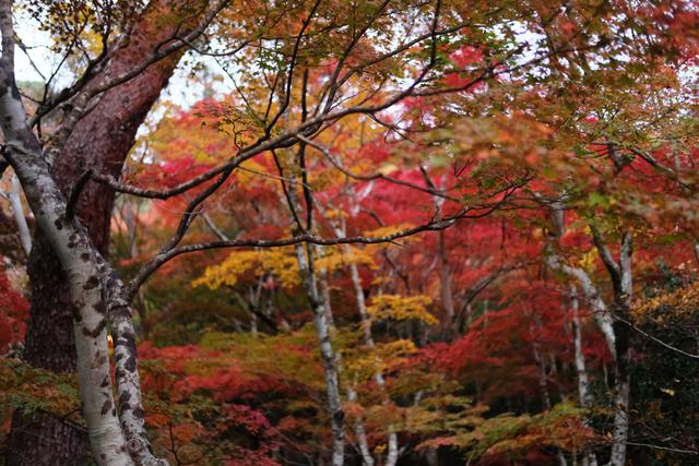 有马温泉的隐藏打卡地：一碗“山川异域，风月同天”的关东煮