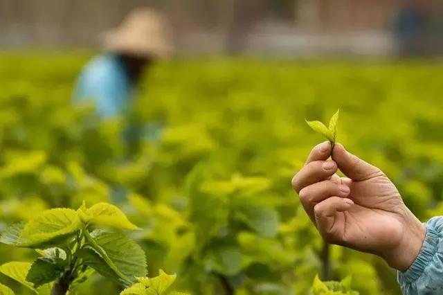 这座与太湖同名的古镇，藏着与众不同的茶俗和别致的美味