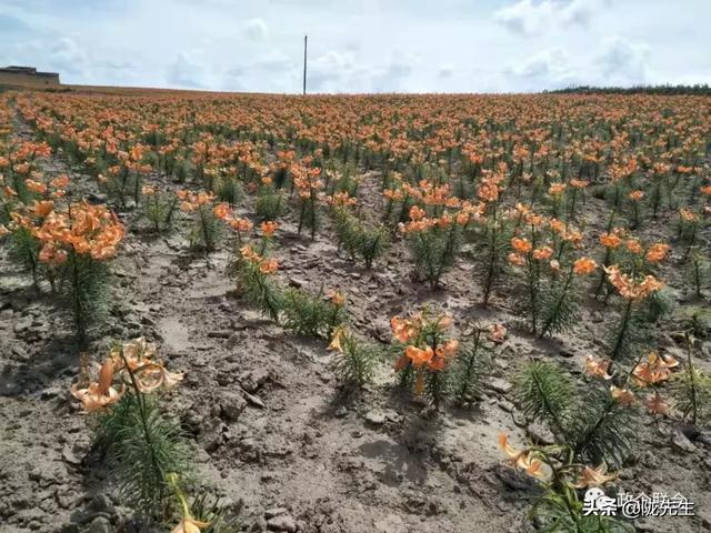 最新出炉！兰州新区 133 张图片，赶快收藏！