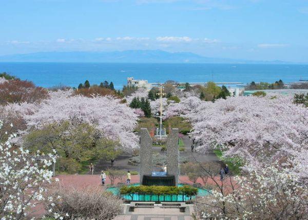 北海道樱花:观赏樱花的8个最佳去处(2020年版)