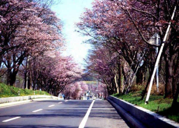 北海道樱花:观赏樱花的8个最佳去处(2020年版)
