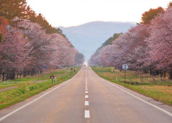 北海道樱花:观赏樱花的8个最佳去处(2020年版)