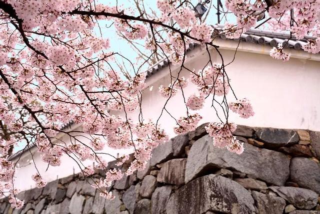 北海道樱花:观赏樱花的8个最佳去处(2020年版)
