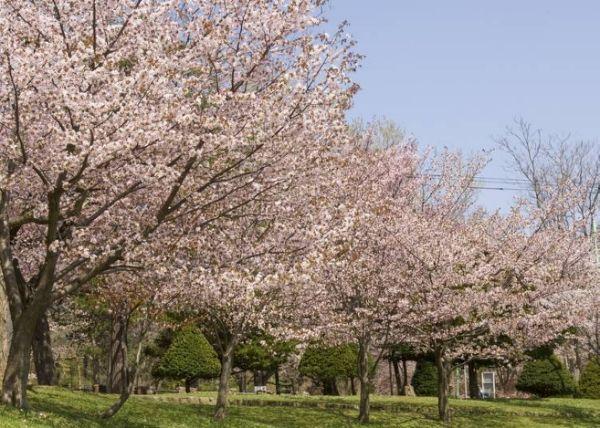 北海道樱花:观赏樱花的8个最佳去处(2020年版)