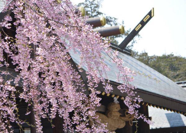 北海道樱花:观赏樱花的8个最佳去处(2020年版)