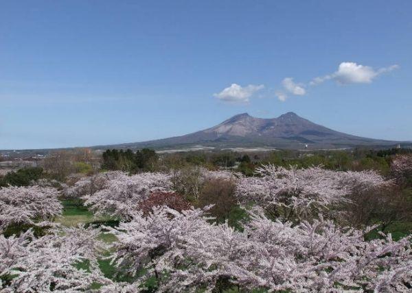 北海道樱花:观赏樱花的8个最佳去处(2020年版)