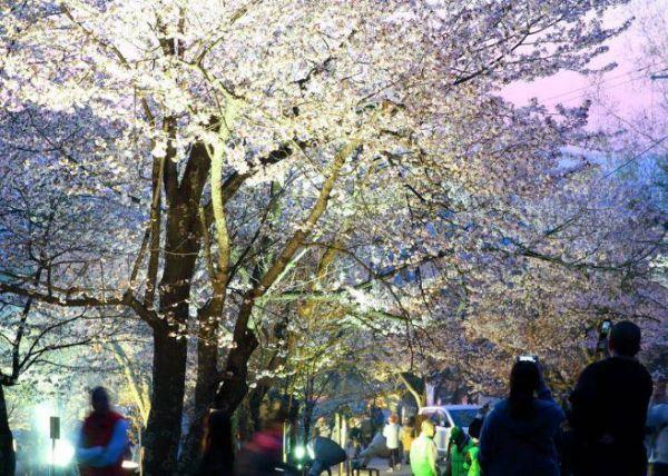 北海道樱花:观赏樱花的8个最佳去处(2020年版)