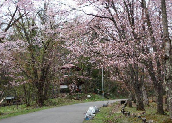北海道樱花:观赏樱花的8个最佳去处(2020年版)