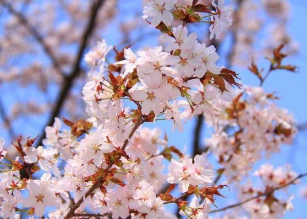 北海道樱花:观赏樱花的8个最佳去处(2020年版)