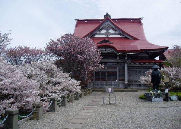 北海道樱花:观赏樱花的8个最佳去处(2020年版)