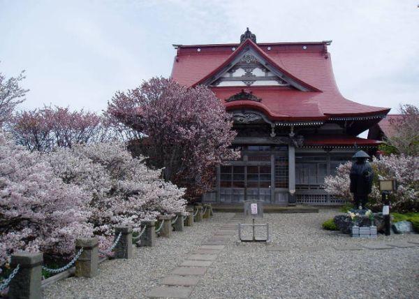 北海道樱花：观赏樱花的8个最佳去处（2020年版）