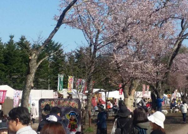 北海道樱花:观赏樱花的8个最佳去处(2020年版)