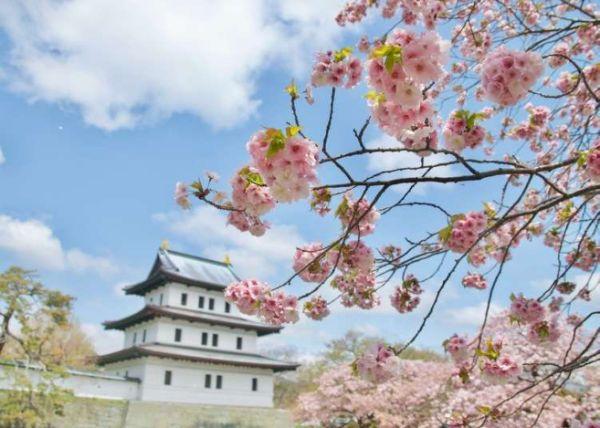 北海道樱花:观赏樱花的8个最佳去处(2020年版)