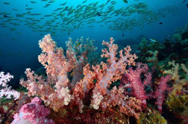 泰国潜水圣地——斯米兰，一个令人着迷的“遗世天堂”
