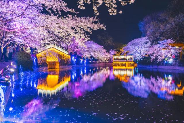 这里的樱花比日本还美,被誉为“世界三大赏樱胜地之一”