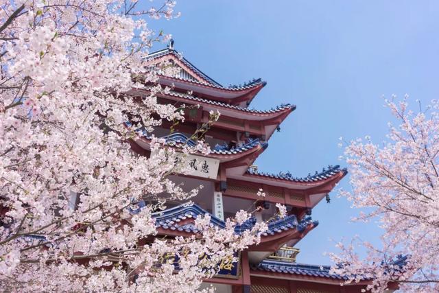 这里的樱花比日本还美,被誉为“世界三大赏樱胜地之一”