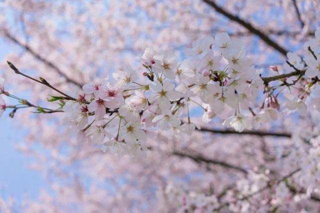 这里的樱花比日本还美,被誉为“世界三大赏樱胜地之一”