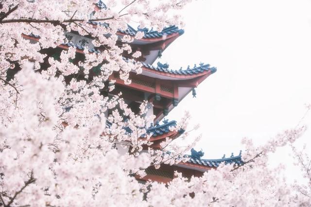 这里的樱花比日本还美,被誉为“世界三大赏樱胜地之一”