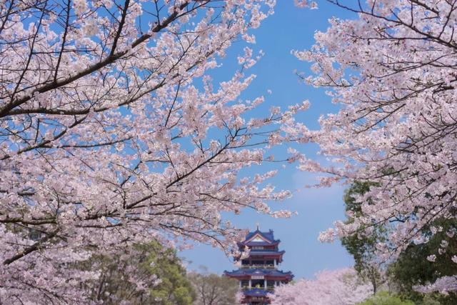这里的樱花比日本还美,被誉为“世界三大赏樱胜地之一”