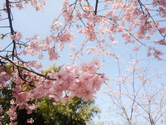 这里的樱花比日本还美,被誉为“世界三大赏樱胜地之一”