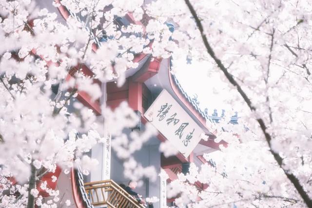 这里的樱花比日本还美,被誉为“世界三大赏樱胜地之一”