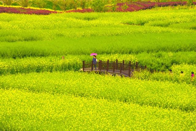 人民网点赞,中国最美水上油菜花田