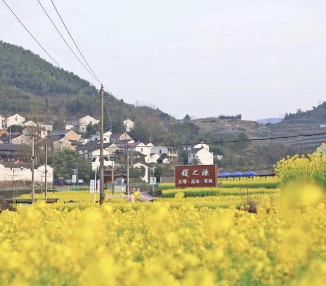 踏春赏花去!盘点婺源之外的小众油菜花田,说不定就在你家跟前