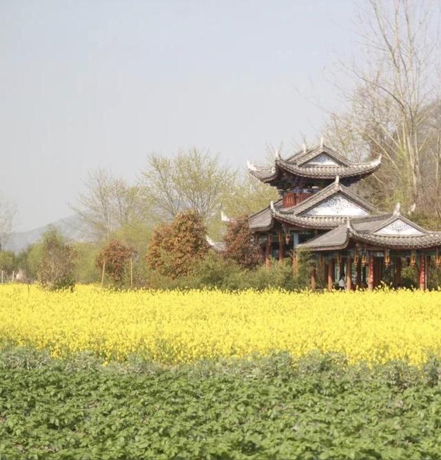 踏春赏花去!盘点婺源之外的小众油菜花田,说不定就在你家跟前