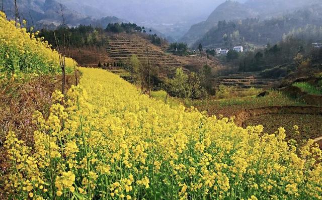 踏春赏花去!盘点婺源之外的小众油菜花田,说不定就在你家跟前