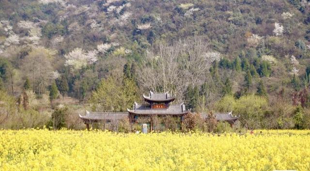 踏春赏花去!盘点婺源之外的小众油菜花田,说不定就在你家跟前