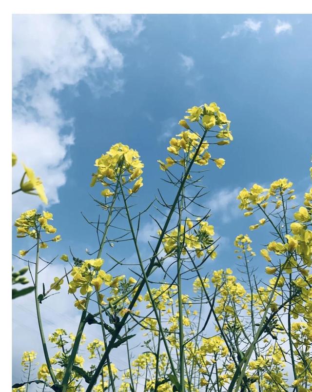 踏春赏花去!盘点婺源之外的小众油菜花田,说不定就在你家跟前