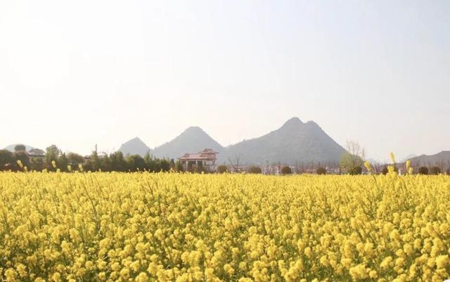 踏春赏花去!盘点婺源之外的小众油菜花田,说不定就在你家跟前