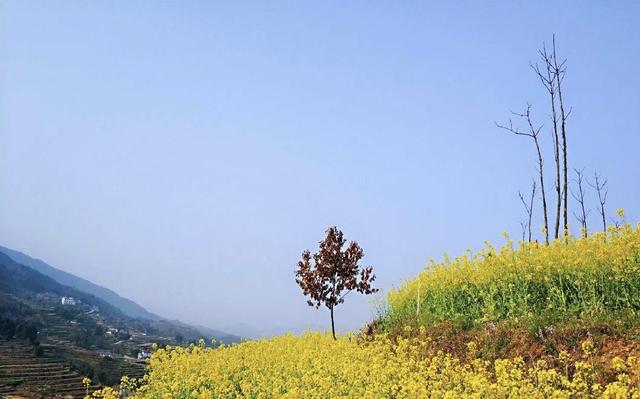 踏春赏花去!盘点婺源之外的小众油菜花田,说不定就在你家跟前