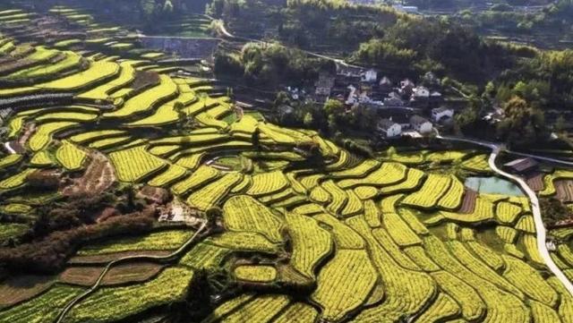 踏春赏花去!盘点婺源之外的小众油菜花田,说不定就在你家跟前