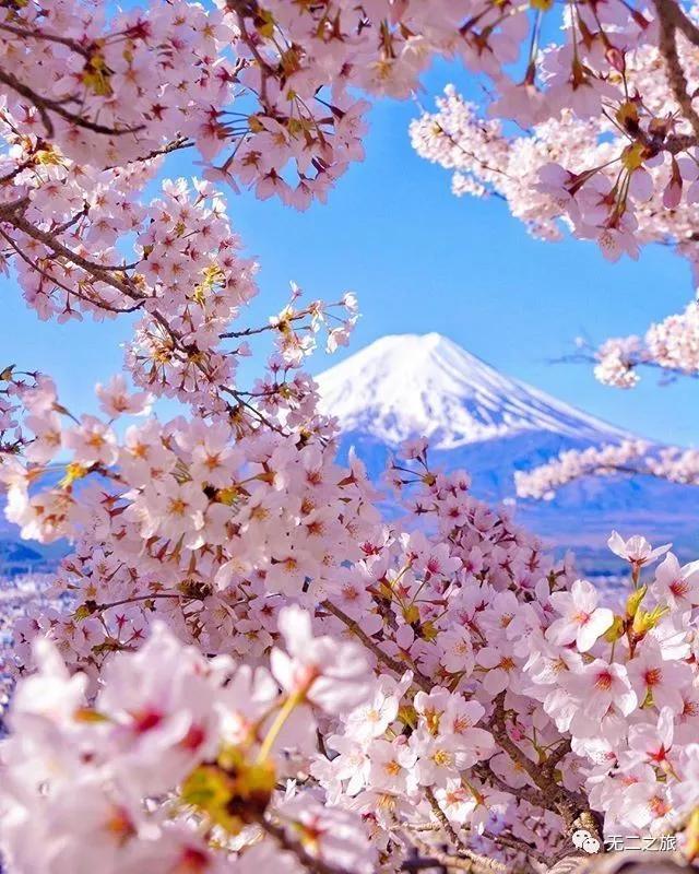 看完日本的樱花，终于理解，中国游客大老远跑去日本看樱花的原因