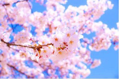 看完日本的樱花，终于理解，中国游客大老远跑去日本看樱花的原因