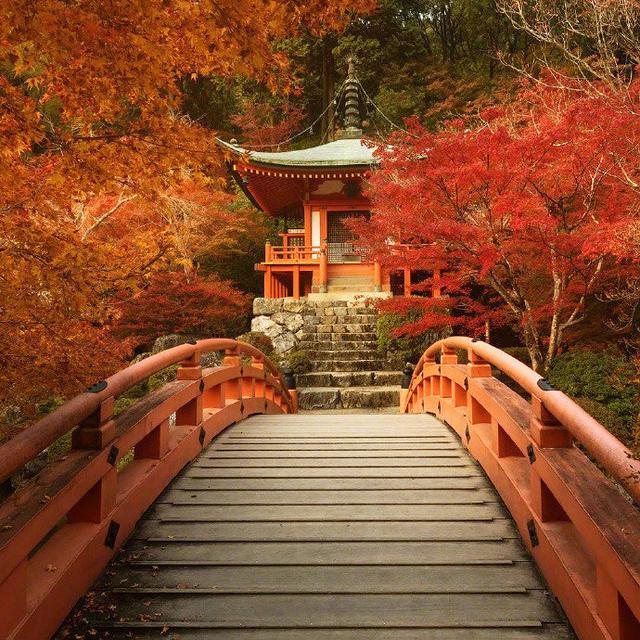 日本旅游别只惦记着樱花,醍醐寺比樱花可美多了