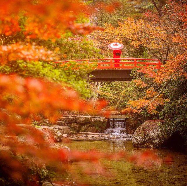 日本旅游别只惦记着樱花,醍醐寺比樱花可美多了