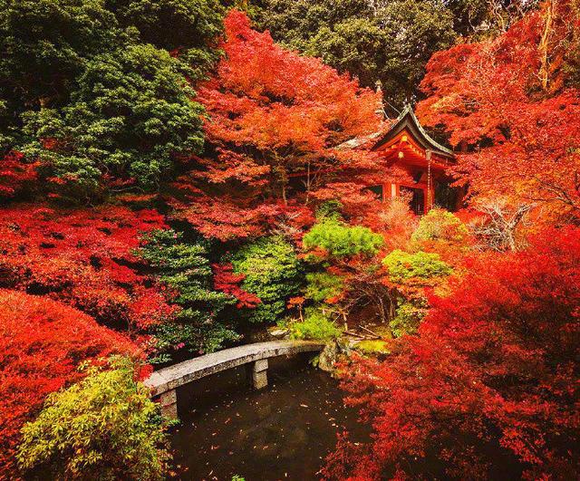 日本旅游别只惦记着樱花,醍醐寺比樱花可美多了