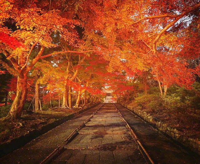 日本旅游别只惦记着樱花,醍醐寺比樱花可美多了