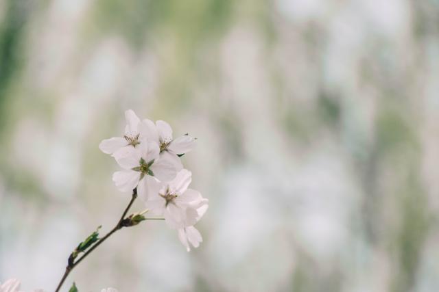 赏花季,北京这个樱花盛放的公园,吸引游客无数