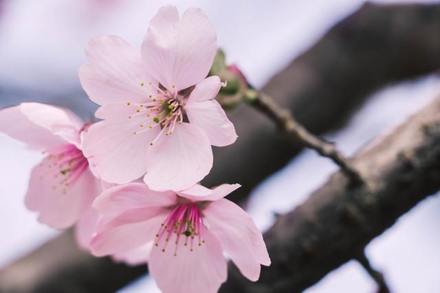赏花季,北京这个樱花盛放的公园,吸引游客无数