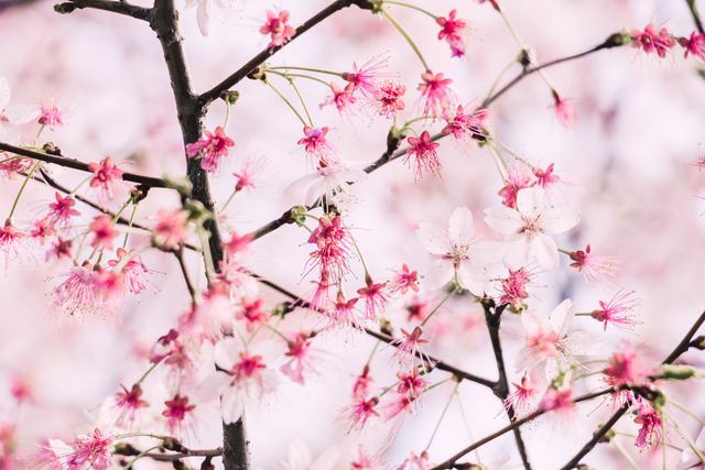 赏花季，北京这个樱花盛放的公园，吸引游客无数